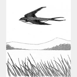 イラスト・鈴木ゆかり