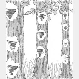 イラスト・鈴木ゆかり