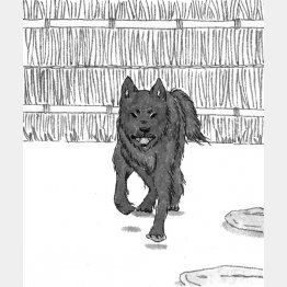 イラスト・鈴木ゆかり