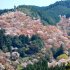 吉水神社からも見える吉野山の桜（提供写真）