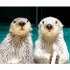 イカミミジャンプが見どころ（左がキラ、右がメイ／提供：鳥羽水族館）