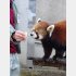 風太さんの孫のメイタ（メス）（写真）中野志保