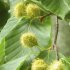 ブナの実（提供）秋田県林業研究研修センター