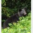 クマが増えすぎているのか（Ｃ）共同通信社