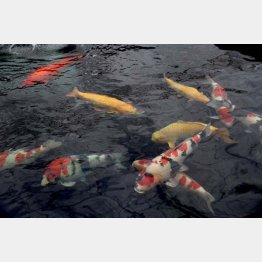 飼育池を優雅に泳ぐ錦鯉（提供写真）