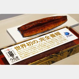 世界初となる完全養殖ウナギ（Ｃ）共同通信社