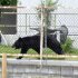 自ら窓の鍵を開け、逃げおおせたクマ（Ｃ）共同通信社