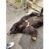 捕獲された雄クマ（宇都宮市提供）