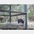 神戸市でもシカとイノシシ用のおりに近づくクマが確認された（提供）神戸市