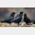 カラスは賢いというけれど…（写真はイメージ）／（Ｃ）iStock