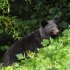 ツキノワグマは川沿いを下ってくる（Ｃ）共同通信社