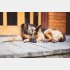 大型犬は特に注意が必要（Ｃ）iStock