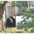 昨2025年、岩手県釜石市の住宅街でわなにかかりそうになったクマ（Ｃ）岩手日報／共同通信イメージズ