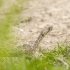 自宅の庭にガラガラヘビが！（写真はイメージ）／（Ｃ）iStock