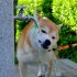 暑すぎだワン