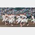 8強入りの横浜高（神奈川）には愛知出身者が4人（Ｃ）日刊ゲンダイ
