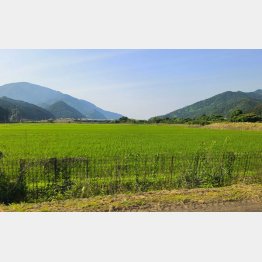 田んぼを守れるか（Ｃ）日刊ゲンダイ