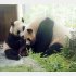 双子のルイバオとフイバオ（Ｃ）日刊ゲンダイ