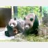 双子のルイバオとフイバオ（Ｃ）日刊ゲンダイ