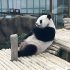 メスのシャオユエ（Ｃ）日刊ゲンダイ