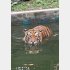 絶滅の瀬戸際にある固有種・マレートラ（Ｃ）日刊ゲンダイ