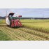 一番良い時に収穫できれば（8月、新潟県五泉市）／（Ｃ）共同通信社