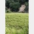豪雨で多くの稲がなぎ倒された水田も…（Ｃ）共同通信社