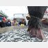 大船渡市魚市場に今季初めて水揚げされたサンマ（Ｃ）岩手日報／共同通信イメージズ