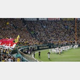 昨季の阪神リーグ優勝時の甲子園（Ｃ）共同通信社