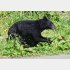 各地で人里に現れるクマの情報が（Ｃ）共同通信社