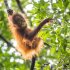 ボルネオ島ジャングルの木の上にオランウータンの赤ちゃん（写真はイメージ）／（Ｃ）iStock