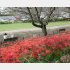 権現堂川の土堤にて（写真）大竹聡