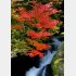 紅葉狩りの季節に（Ｃ）日刊ゲンダイ