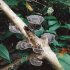 野生のキノコは要注意（写真は、硬くて食べられないカワラタケ）