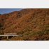 色付く野山を駆け抜ける（「野岩鉄道」提供）